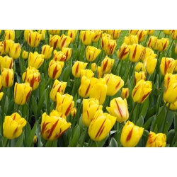 Tulipa Ουάσινγκτον - Tulip Ουάσινγκτον - 5 βολβοί - Tulipa Washington