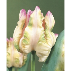 Папуга Tulipa Webers - Папуга тюльпанів - 5 цибулин - Tulipa Webers Parrot