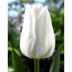 Tulipán White Dream - csomag 5 darab - Tulipa White Dream
