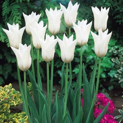 Tulipa White Wings - Tulip White Wings - 5 bebawang