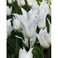بالهای سفید Tulipa - بالهای سفید لاله - 5 لامپ - Tulipa White Wings
