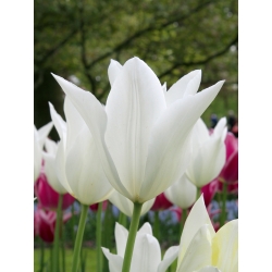 Tulipa White Wings - 튤립 화이트 날개 - 5 알뿌리