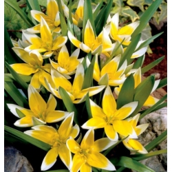 Tetapkan 6 - Tulip Tarda - tumbuh rendah, botani - 50 pcs - 