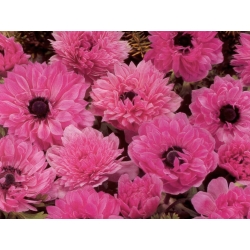 Dobbel anemone - Admiral - 40 stk; poppy anemone, vindblomst - 