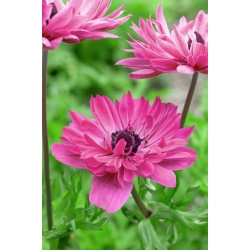 Double anemon - Admiral - 40 pcs; poppy anemone, bunga matahari - 
