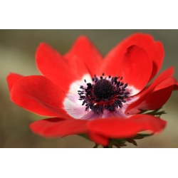 Anemone Holandsko - 8 kvetinové cibule