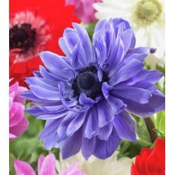 Dupla anemone - Lord Lieutenant - 40 db; mák anemone, windflower - 