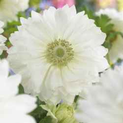 Dupla anemone - Everest-hegy - 40 db; mák anemone, windflower - 