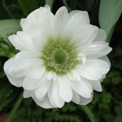 Dupla anemone - Everest-hegy - 40 db.; mák anemone, windflower