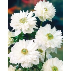 Double anemone - Mount Everest - 40 kpl; unikon anemone, windflower - 