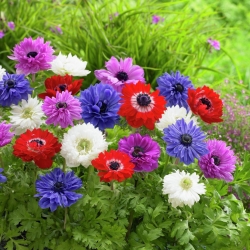 Double anemone - pemilihan warna - 40 pcs; anemone poppy, bunga bunga - 