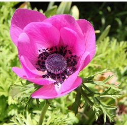 Anemone Sylphide - 8 květinové cibule
