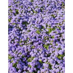 Flossflower, bluemink, blueweed, pé de buceta, pincel mexicano - variedade azul - 3750 sementes - Ageratum houstonianum