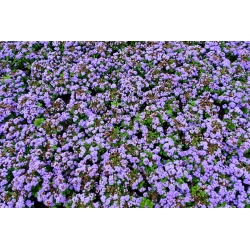 Flossflower, bluemink, blueweed, mačička, mexický štetec - modrá odroda - 3750 semien - Ageratum houstonianum - semená
