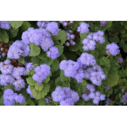 Flossflower, bluemink, blueweed, mačička, mexický štetec - modrá odroda - 3750 semien - Ageratum houstonianum - semená