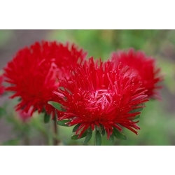 Aster กลีบดอกเข็มสีแดง - 500 เมล็ด - Callistephus chinensis 