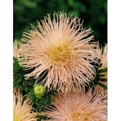 ピンクオレンジ針花びらチャイナアスター、年間アスター -  500種子 - Callistephus chinensis  - シーズ