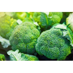 Brokoli "Calabrese Natalino" - 300 biji - Brassica oleracea L. var. italica Plenck - benih
