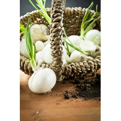 Бял лук "Авалон" - 750 семена - Allium cepa L.