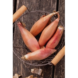 양파 "Tosca"- 긴 구근 - 500 종자 - Allium cepa L. - 씨앗