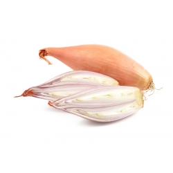 Onion "Tosca" - elongated bulbs - 500 seeds