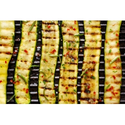 Zucchini "Kecantikan Hitam" - 19 biji - Cucurbita pepo  - benih