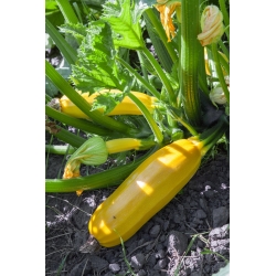 Zucchini "Goldena" - 27 semințe - Cucurbita pepo 