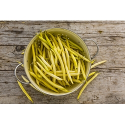 Bawang Perancis "Elektra" - pelbagai kuning, kerdil - Phaseolus vulgaris L. - benih
