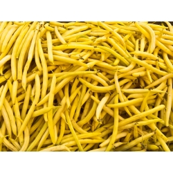 Trpaslík francúzsky žltý fazuľa "Gold Pantera" - Phaseolus vulgaris L. - semená