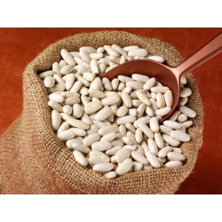 Biji kacang "Riposta" - untuk biji kering - Phaseolus vulgaris L. - benih