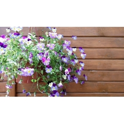 Violett - utvalg av sorter med viltvoksende stilker - 180 frø - Viola