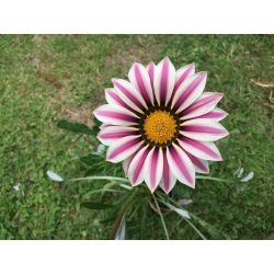 Flor del tesoro "Big Kiss F2 White Flame"; gazania - Gazania x hybrida - semillas