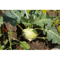 Kohlrabi "Gabi" - 520 semien - Brassica oleracea var. Gongylodes L. - semená