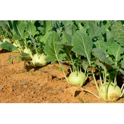 Kohlrabi, củ cải Đức "Viên" - 520 hạt - Brassica oleracea var. Gongylodes L.