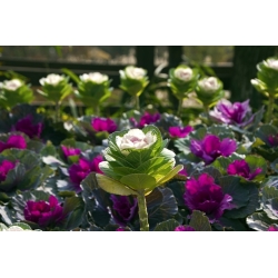 Ornamental cabbage "Sunrise" - seed mix; Ornamental kale