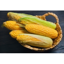 Sweet corn "Golden Bantam"; Sugar corn, Pole corn - 100 seeds