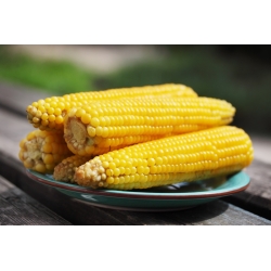 Kukuřice cukrová "Golden Bantam"; Kukuřice cukrová, kukuřice - 100 semen - Zea mays convar. saccharata var. Rugosa - semena