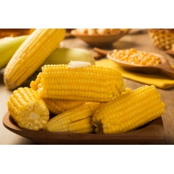 Слатки кукуруз "Златни бантам"; Шећерни кукуруз, Поле кукуруз - 100 сјеменки - Zea mays convar. saccharata var. Rugosa - семе