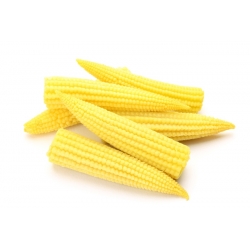 Кукурудза "Мініголд"; Цукровий кукурудза, кукурудза полюс - Zea mays convar. saccharata var. Rugosa - насіння