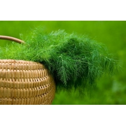 Garden dill "Emerald" - 100 g - 65000 seeds