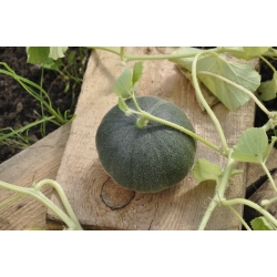 Sėjamasis melionas - Charentaise - 60 sėklos - Cucumis melo L.