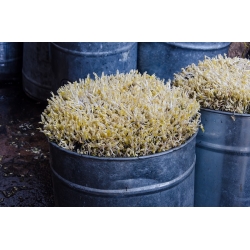 Filizlenme tohumları - Maş fasulyesi - 250 g - 5250 tohum - Phaseolus aureus