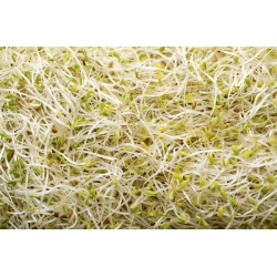 Bubur benih - Alfalfa - 100 g - Medicago sativa