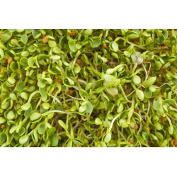 Klíčící semena - ředkev - 100 g - 8500 semen - Raphanus sativus 