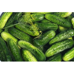 Cucumber "Basza" - pickling variety - 175 seeds