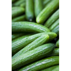 Cucumber "Dukat F1" - long fruit variety for cultivation under covers - 35 seeds