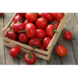 Pepper "Ontara" - odroda paradajok - Capsicum L. - semená