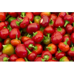 Pepper "Ontara" - odroda paradajok - Capsicum L. - semená