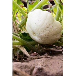 Pattypan squash "Orfeus" - 36 semințe - Cucurbita pepo var. Patisoniana
