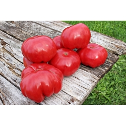 Tomate - Warsaw Raspberry - 175 sementes - Lycopersicon esculentum Mill